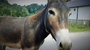 Măgar în satul Costești, Vâlcea. Foto: Călin Hera