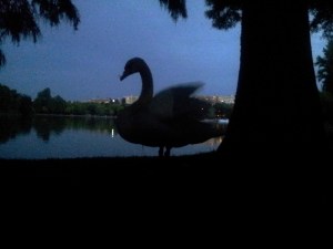 Vedere din București. Conturul celei mai frumoase lebede albe din oraș. Foto cu telefonul: Călin Hera