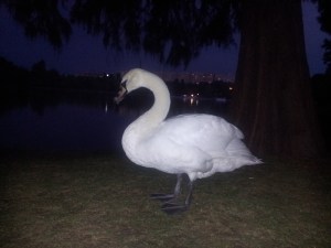 Vedere din București. Ceai mai frumoasă lebădă albă din oraș, surprinsă de bliț. Foto cu telefonul: Călin Hera