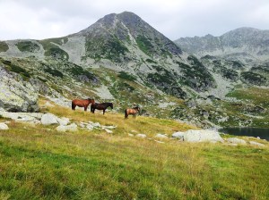 Munții Retezat. Cai pe-un picior de plai, pe-o gură de Rai. Lângă lacul Bucura, sub Curmătură. Foto cu telefonul: Călin Hera