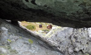 Munții Retezat. Cai pe-un picior de plai, pe-o gură de Rai. Lângă lacul Bucura, sub Curmătură (văzuți printre pietre). Foto cu telefonul: Călin Hera