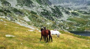 Munții Retezat. Cai pe-un picior de plai, pe-o gură de Rai. Lângă lacul Bucura, sub Curmătură. Foto cu telefonul: Călin Hera