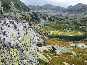Munții Retezat. Cai pe-un picior de plai, pe-o gură de Rai. Lângă lacul Bucura, sub Curmătură. Foto cu telefonul: Călin Hera