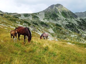 Munții Retezat. Cai pe-un picior de plai, pe-o gură de Rai. Lângă lacul Bucura, sub Curmătură. Foto cu telefonul: Călin Hera