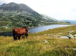 Munții Retezat. Cai pe-un picior de plai, pe-o gură de Rai. Lângă lacul Bucura, sub Curmătură. Foto cu telefonul: Călin Hera