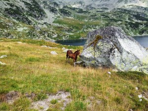 Munții Retezat. Cai pe-un picior de plai, pe-o gură de Rai. Lângă lacul Bucura, sub Curmătură. Foto cu telefonul: Călin Hera