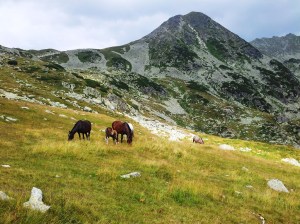 Munții Retezat. Cai pe-un picior de plai, pe-o gură de Rai. Lângă lacul Bucura, sub Curmătură. Foto cu telefonul: Călin Hera
