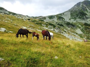 Munții Retezat. Cai pe-un picior de plai, pe-o gură de Rai. Lângă lacul Bucura, sub Curmătură. Foto cu telefonul: Călin Hera