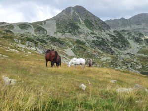 Munții Retezat. Cai pe-un picior de plai, pe-o gură de Rai. Lângă lacul Bucura, sub Curmătură. Foto cu telefonul: Călin Hera