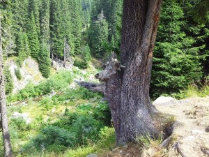 Munții Retezat. Un câine crescut într-un brad, lângă Poiana Pelegii. Foto cu telefonul: Călin Hera