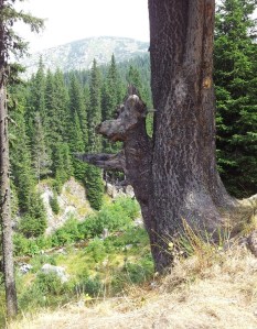 Munții Retezat. Un câine crescut într-un brad, lângă Poiana Pelegii. Foto cu telefonul: Călin Hera