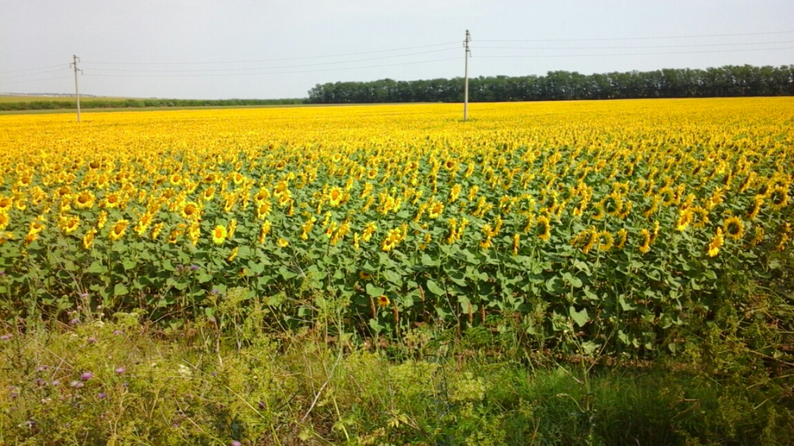 floarea soarelui image