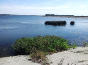 Lebede pe râul Olt, la Slatina. Foto cu telefonul: Călin Hera
