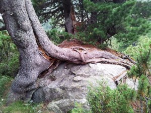 Pin cu rădăcini flămânde în Munții Retezat. Foto: Călin Hera