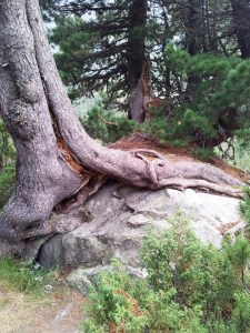 Pin cu rădăcini flămânde în Munții Retezat. Foto cu telefonul: Călin Hera