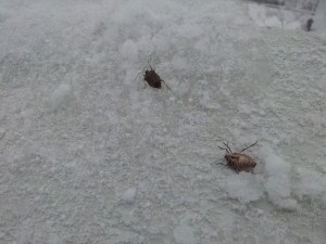 Gândaci puturoși răpuși de prima zăpadă