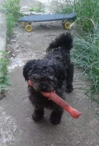 Pufi avea câteva jucării cu care se juca mereu atunci când copiii nu erau cu el. Foto: Radu Hera