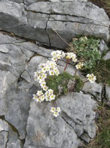 Munții Olimp. Flori pe coclauri. Foto: Călin Hera